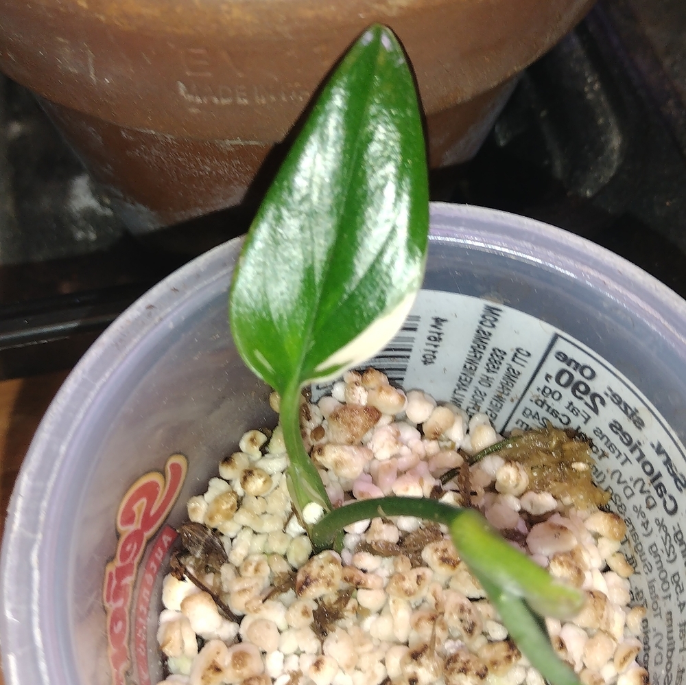 Monstera Standleyana Albo